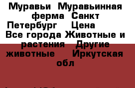 Муравьи, Муравьинная ферма. Санкт-Петербург. › Цена ­ 550 - Все города Животные и растения » Другие животные   . Иркутская обл.